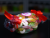 box-cukierka2.png